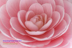 DSC_6068_copy