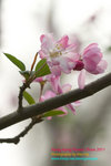 DSC_6087_copy