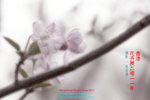 DSC_6087_copy1
