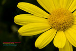 DSC_6202_copy