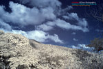 DSC_1002_copy