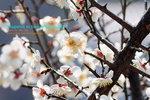 seoul 199_copy