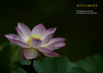 DSC_3957_copy