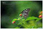 nEO_IMG_S038