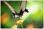 nEO_IMG_S045