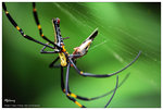 nEO_IMG_S064