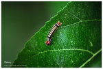 nEO_IMG_S070
