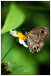 nEO_IMG_S073