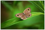 nEO_IMG_S083