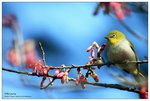 nEO_IMG_S091