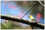 nEO_IMG_S093