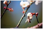 nEO_IMG_S033