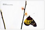 nEO_IMG_S069