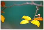 nEO_IMG_S090