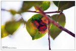 nEO_IMG_S116