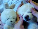 4544dog_or_rabbit