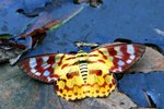 IMG_0001b