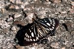 IMG_0007b