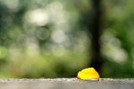 IMG_0018b
