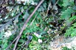 IMG_9984b