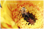 IMG_8731 copy