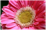 IMG_8741 copy