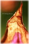 IMG_8747 copy
