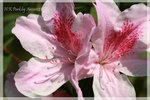 IMG_8970 copy