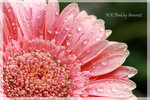 IMG_9182 copy