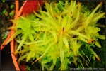 DSC_0959_nEO_IMG