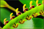 DSC_2758_nEO_IMG Bulbophyllum falcatum