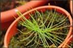 DSC_9665_nEO_IMG Byblis liniflora