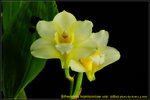 DSC_2382_nEO_IMG Bifrenaria harrisoniae var. alba