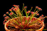 Drosera aff petiolaris