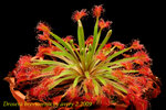 Drosera brevicornis