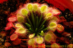 Drosera darwinensis