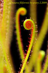 Drosera filiformis 6