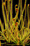 Drosera filiformis 7