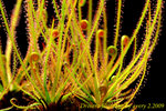 Drosera filiformis 8