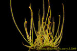 Drosera filiformis 9