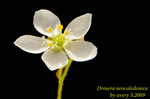 Drosera neocaledonica 1