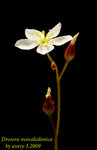 Drosera neocaledonica 2