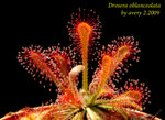 Drosera oblanceolata 1