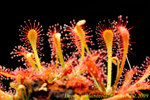 Drosera oblanceolata 2