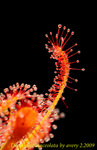 Drosera oblanceolata 3