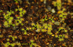 Drosera peltata