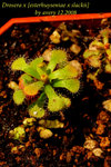 Drosera x esterhuyseniae x slackii 1
