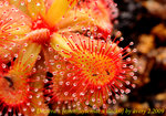 Drosera x esterhuyseniae x slackii 4