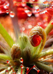 Drosera x neocaledonica x aliciae 1