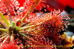 Drosera x neocaledonica x aliciae 2